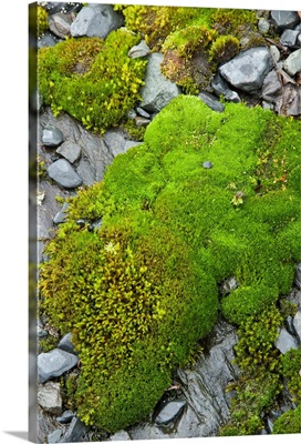 Alaska, moss covers glaciated rock at Exit Glacier in Kenai Fjords National Park