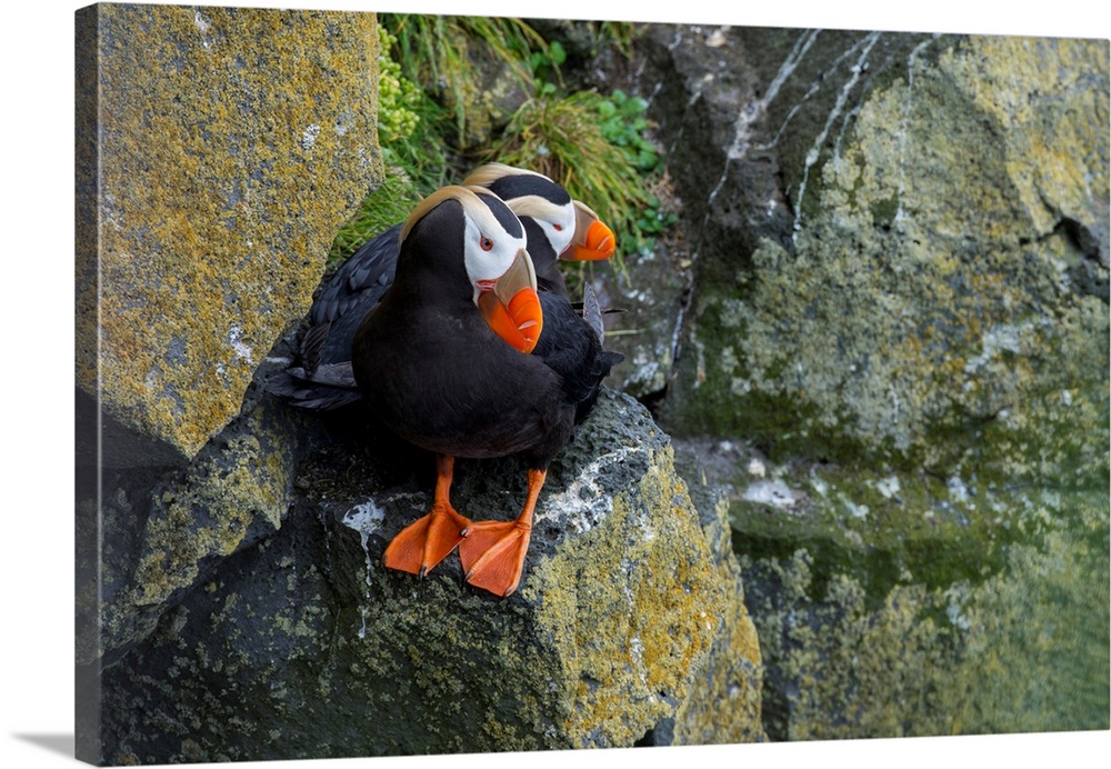 Alaska, Pribilof Islands, Saint Paul, Tufted puffin aka crested puffins (Wild: Fratercula cirrhata) along remote bird cliffs.