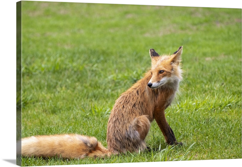 Alaska, USA. Red fox on grass.