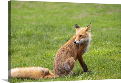 Alaska, Red Fox On Grass