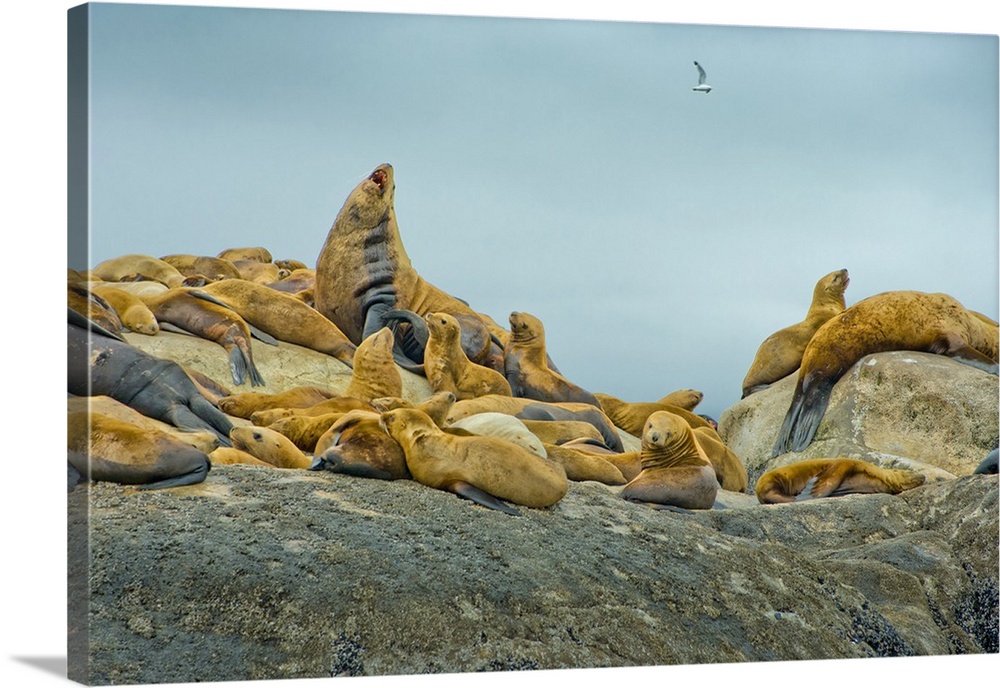 Alaska, Steller Sea Lions relaxing on a rock in Glacier Bay National Park and Preserve.