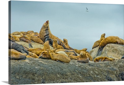 Alaska, Steller Sea Lions relaxing on a rock in Glacier Bay National Park and Preserve