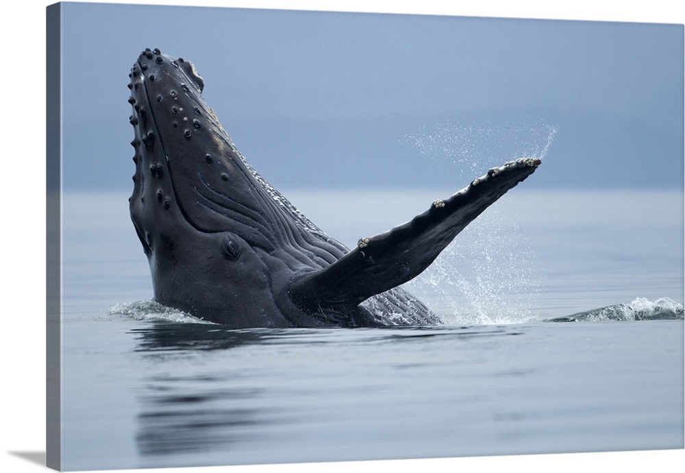 USA, Alaska, Tongass National Forest, Young Humpback Whale (Megaptera novaengliae) makes eye contact while splashing on it...