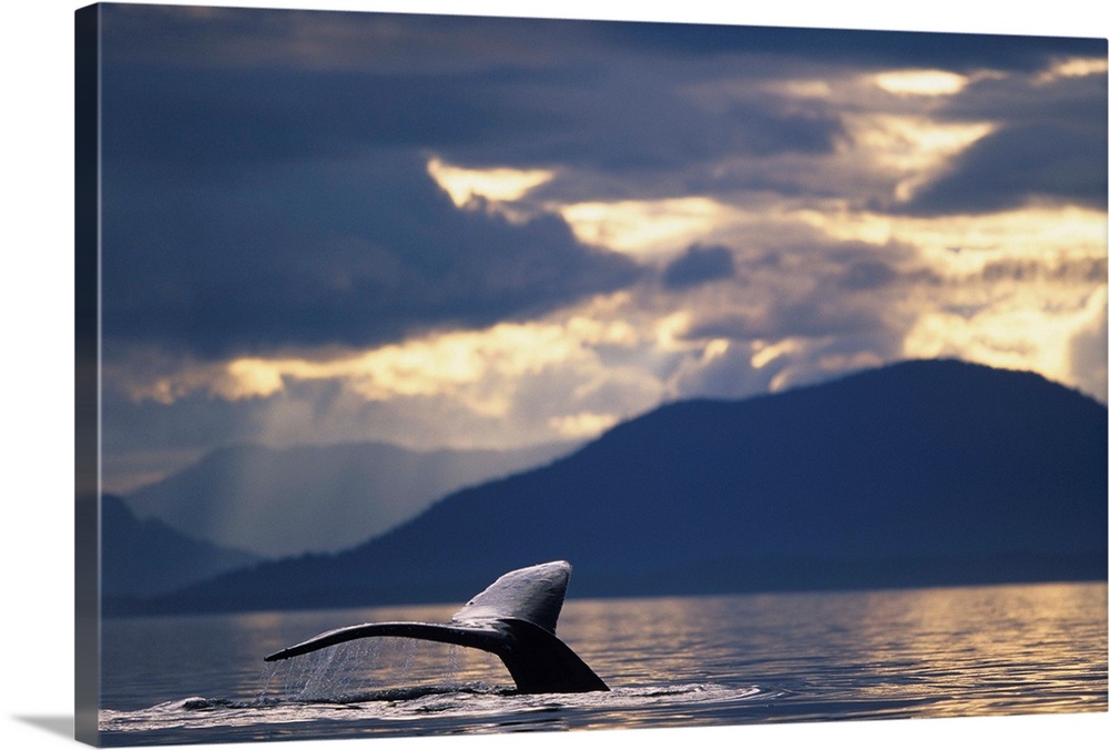 Alaska, Tongass National Forest, tail flukes of Humpback Whale (Megaptera novaengliae) sounding in Frederick Sound