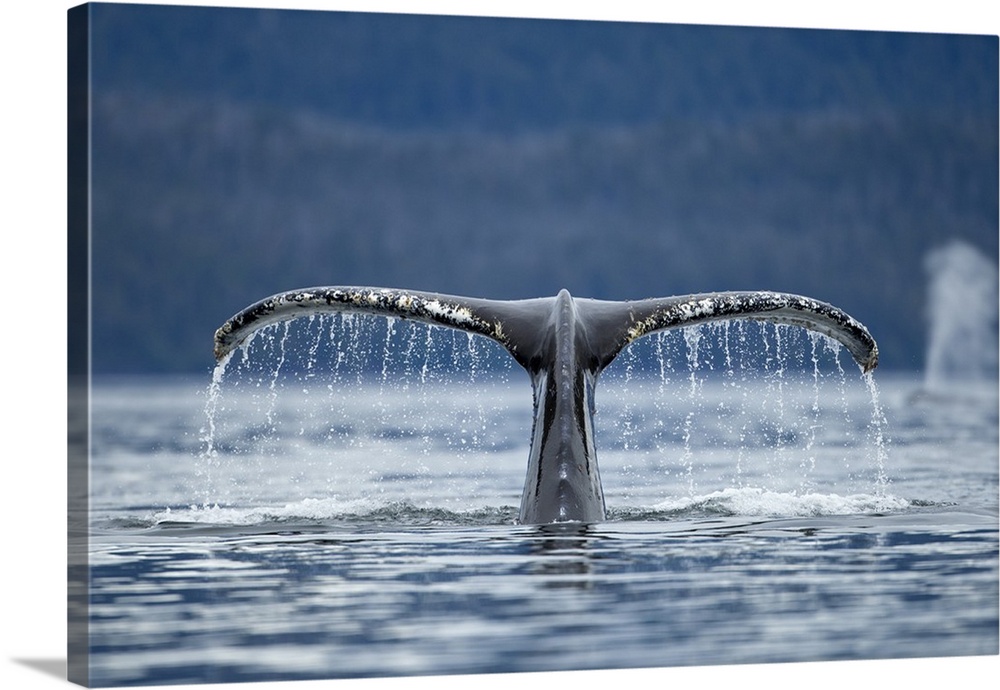 USA, Alaska, Tongass National Forest, close-up of water pouring from Humpback Whale (Megaptera novaengliae) tail while div...