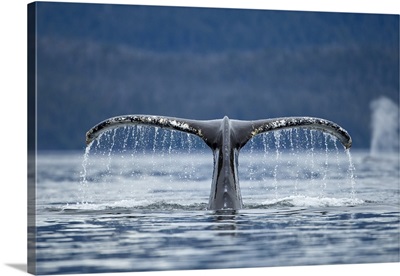 Alaska, Tongass National Forest, water pouring from Humpback Whale tail, Frederick Sound