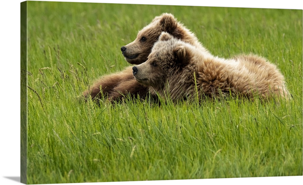 Alaska, USA. Two grizzly bears on grass.