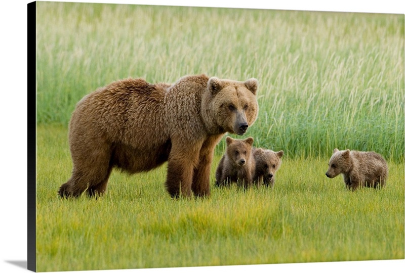 Alaskan Brown Bear Sow And Three Cubs, Katmai National Park, Alaska ...