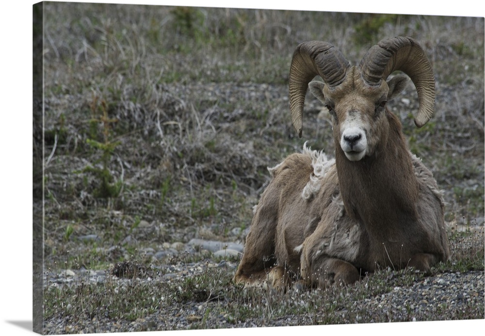 Canada:  Alberta, Columbia Icefields Parkway, big-horn sheep (in a herd of 13)