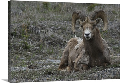 Alberta, Columbia Icefields Parkway, big-horn sheep