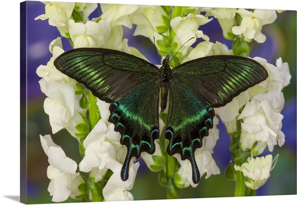 Alpine Black Swallowtail Butterfly, Papilio maackii.