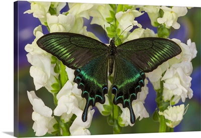 Alpine Black Swallowtail Butterfly, Papilio maackii