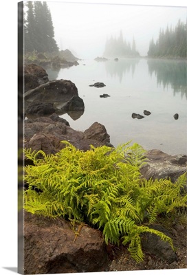 Alpine lady fern on volcanic rock, Battleship Islands, Garibaldi Lake, British Columbia