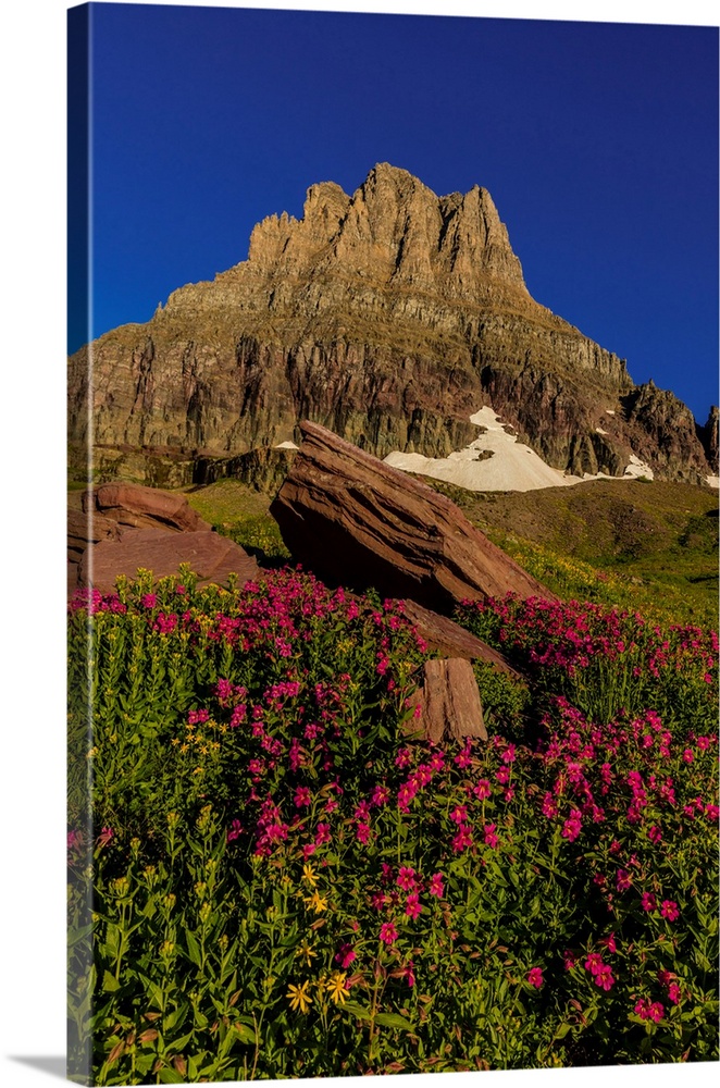 Alpine wildflowers with Mount Clements at Logan Pass in Glacier National Park, Montana, USA