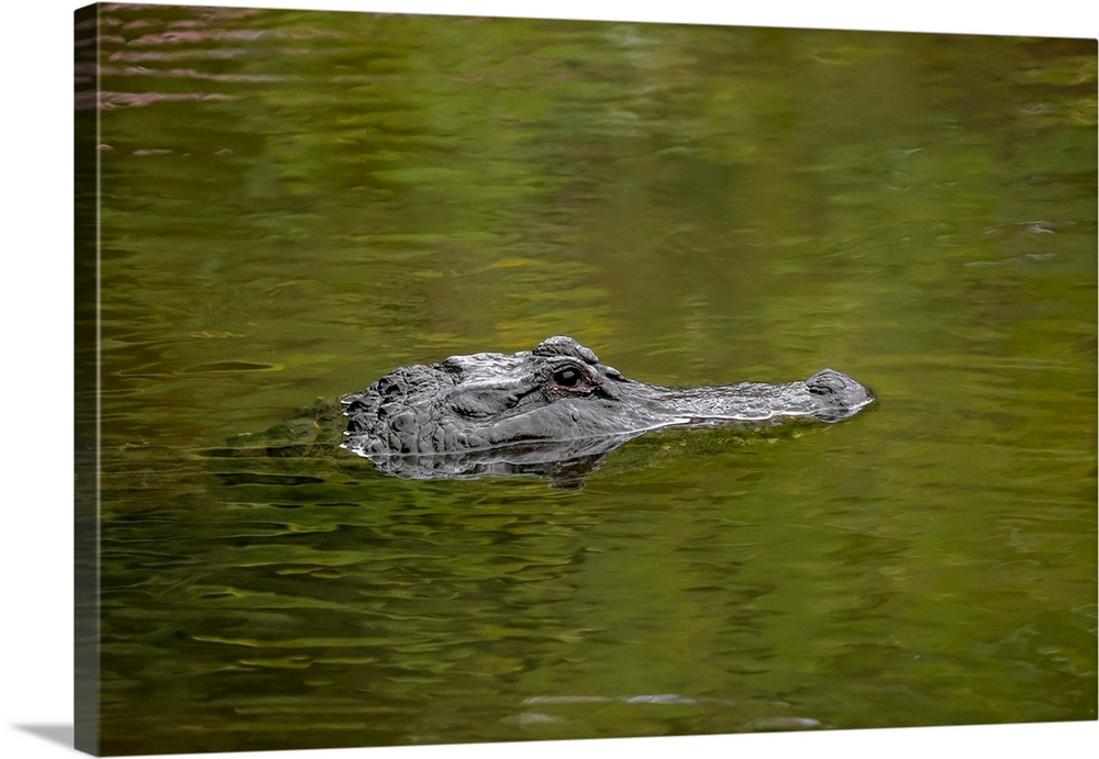 American alligator, Merritt Island National Wildlife Refuge, Florida. United States, Florida.