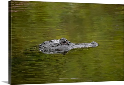American Alligator, Merritt Island National Wildlife Refuge, Florida