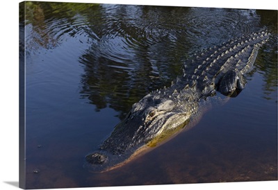 American alligator, Okefenokee National Wildlife Refuge, Florida