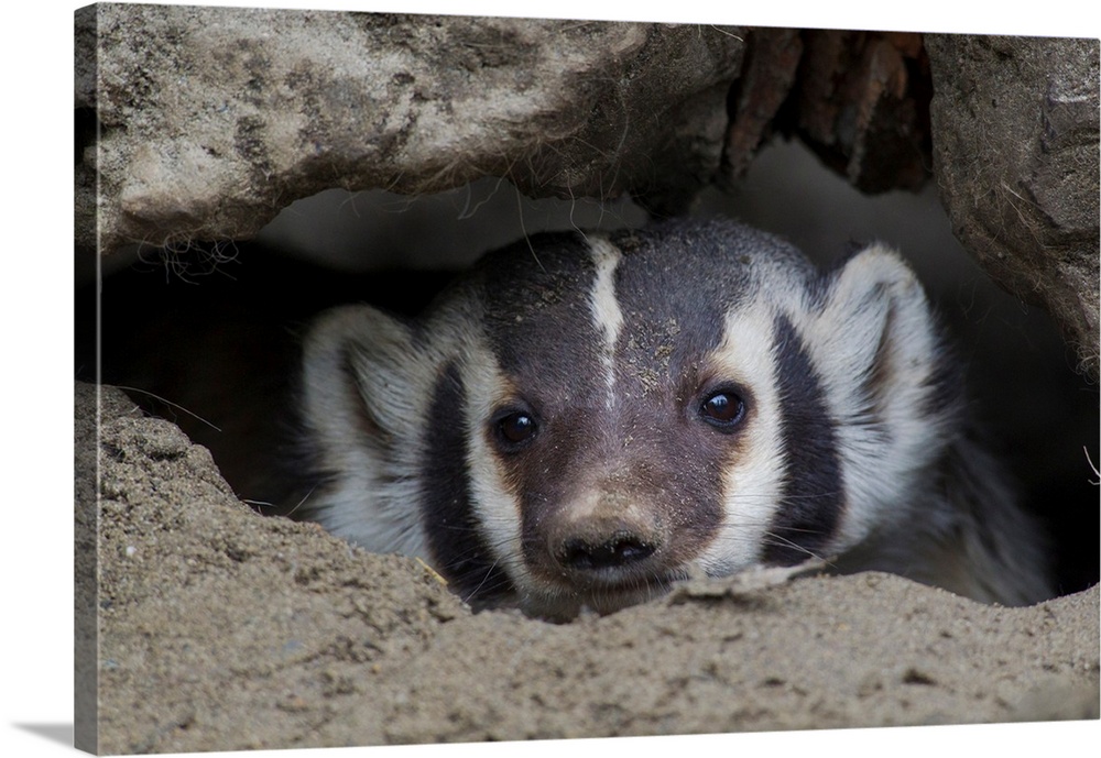 American Badger Peeking out of den.