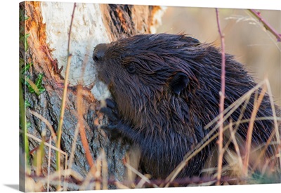 American Beaver Chewing Down Tree