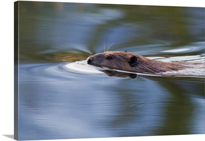 American Beaver Swimming In Pond