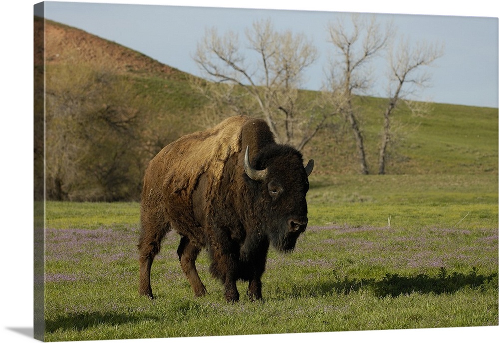 American Bison 'Buffalo' (Bison bison) - Male.From private herd. Durham Ranch. Campbell County. Wyoming State. USA