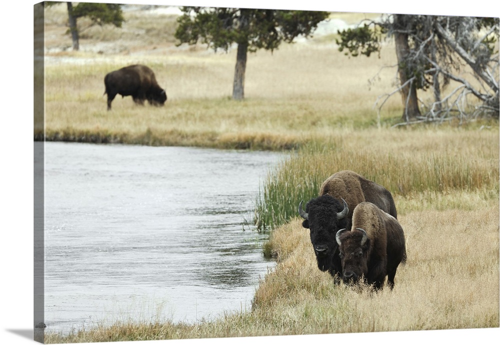 American Bison along Nez Perce River in autumn, Yellowstone National Park, Nez Perce River, Wyoming. United States, Wyoming.