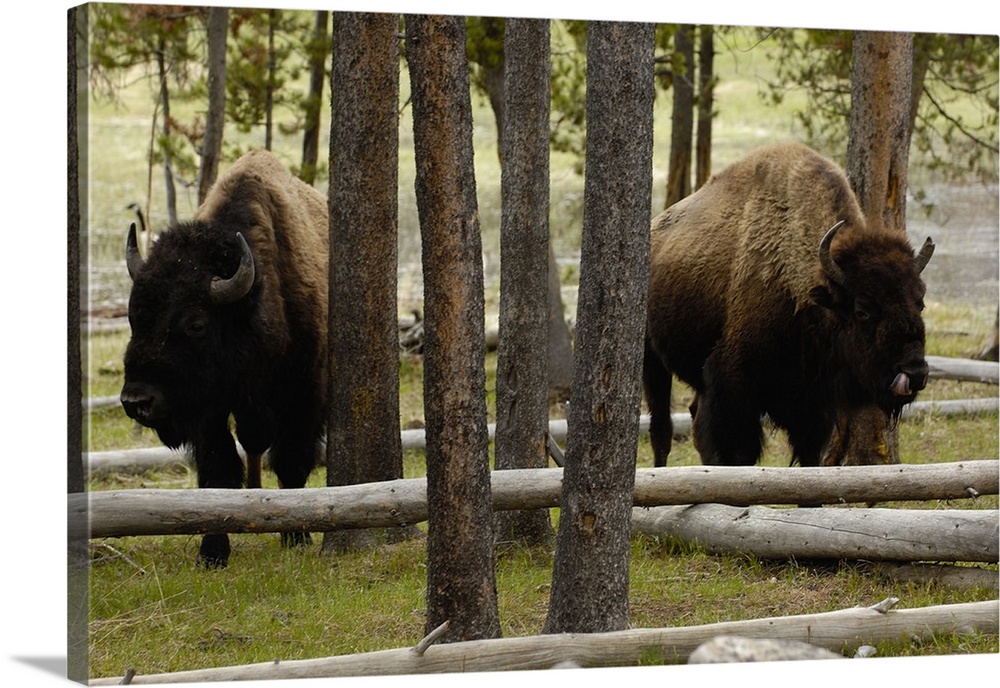 American Bison (Bison bison) Yellowstone National Park, Wyoming. Found in grassland, Aspen parkland, coniferous forests an...