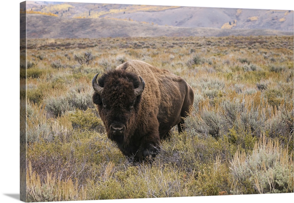 American Bison in sagebrush meadow. Grand Teton National Park. United States, Wyoming.