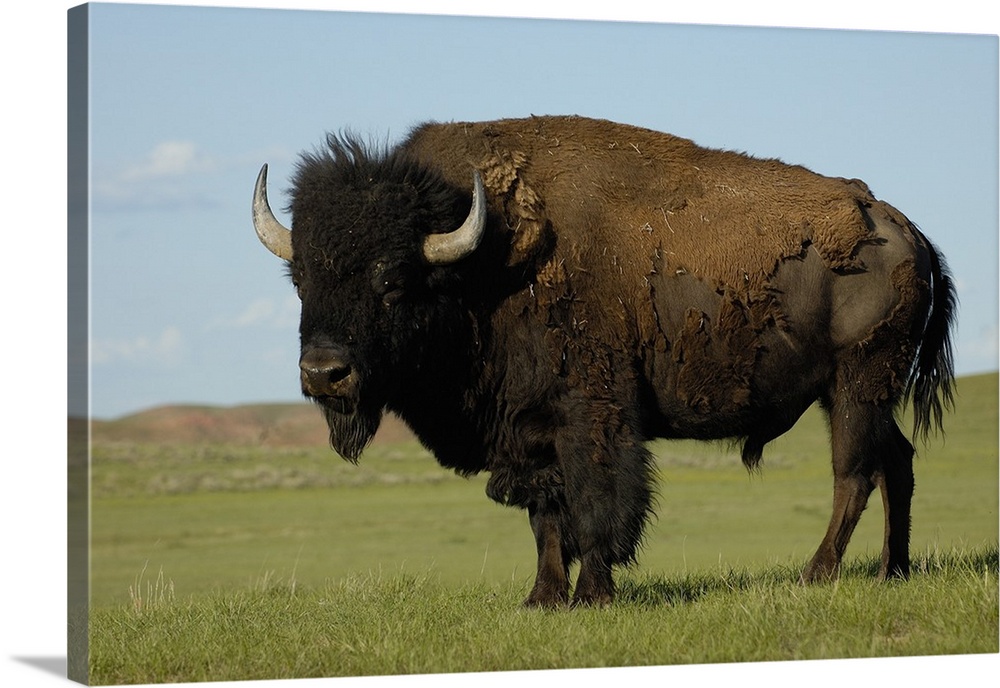 American Bison (Bison bison) male, Durham Ranch, Campbell County, Wyoming. Males can weigh up to 2,000 pounds, females up ...