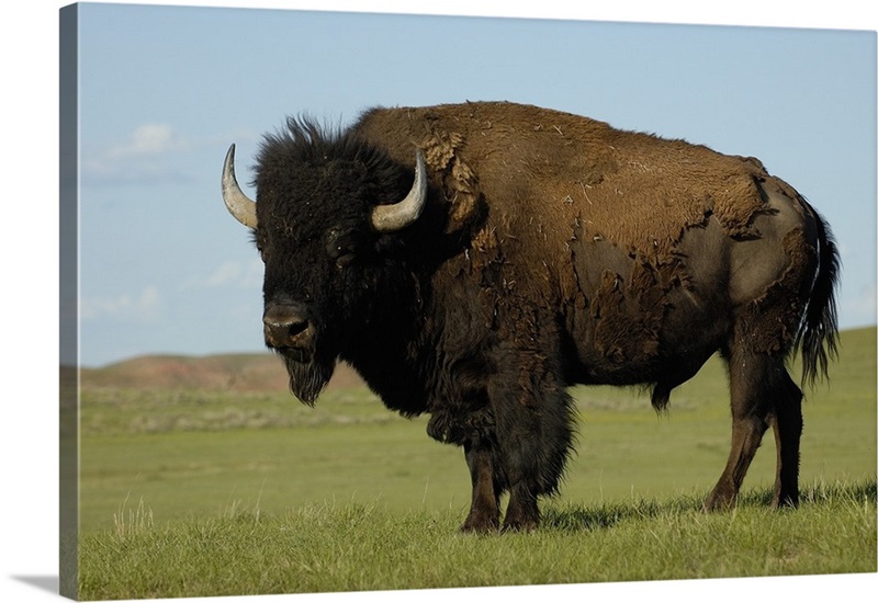 Durham Bison Ranch