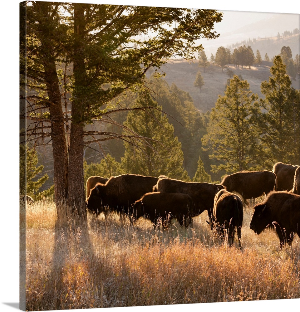 American Bison bulls Bison americanus, Blacktail plateau, Yellowstone National Park, Wyoming, USA