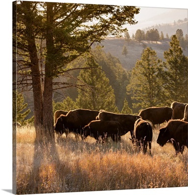 American Bison, Yellowstone National Park, Wyoming, USA