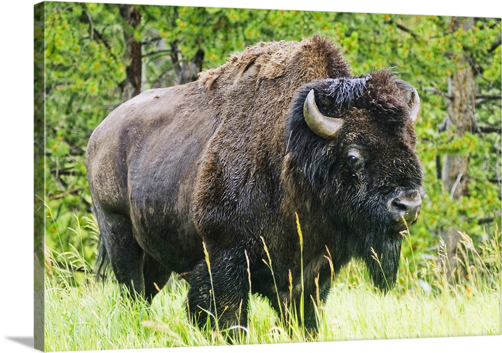 American Buffalo Bellowing, Yellowstone National Park, Wyoming.