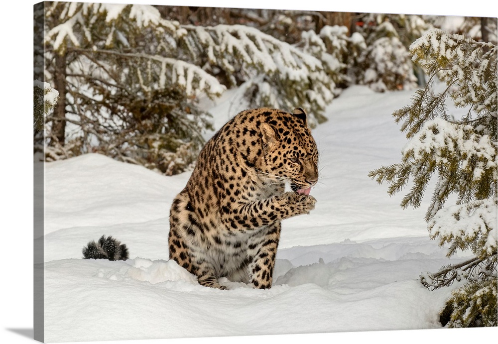 Amur Leopard (Captive) in winter, Panthera pardus orientalis. Leopard subspecies native to the Primorye region of southeas...