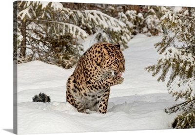 Amur Leopard (Captive) In Winter