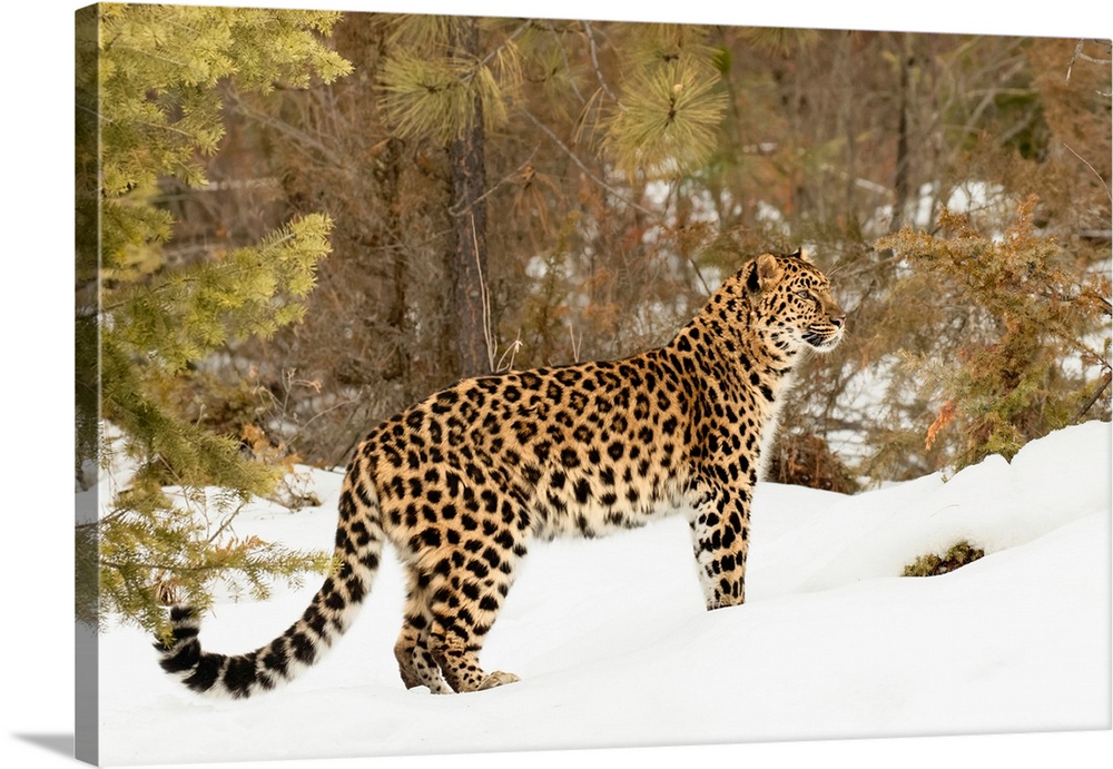 Amur Leopard (Captive) in winter, Panthera pardus orientalis. Leopard subspecies native to the Primorye region of southeas...
