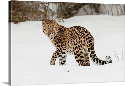 Amur Leopard (Captive) In Winter