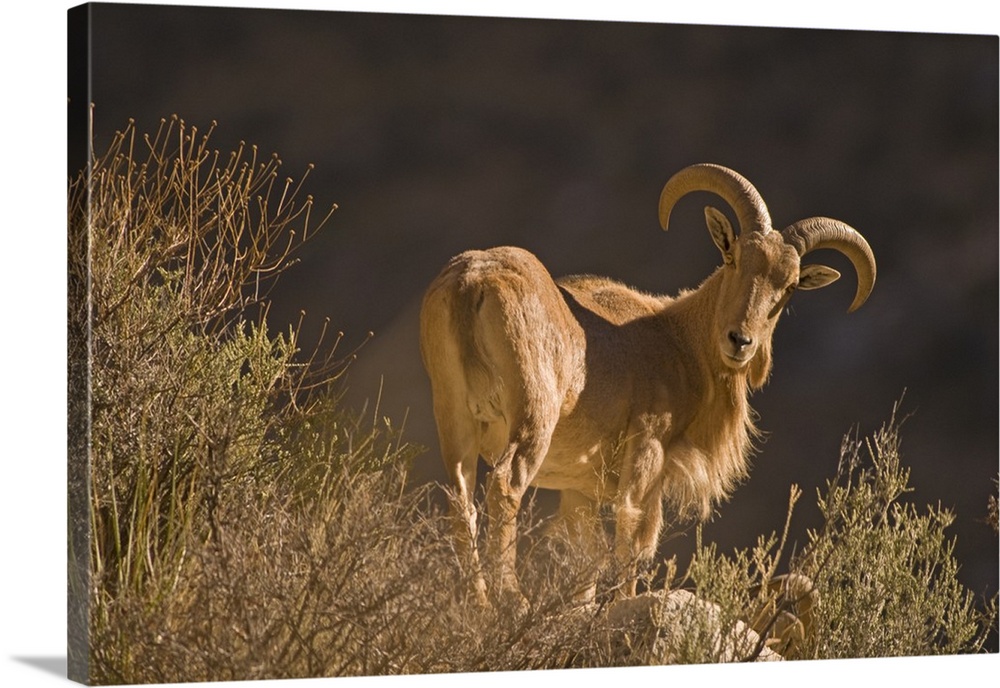 An adult mountain Barbary bighorn sheep (Ammotragus lervia), or aoudad, forages high in the Guadalupe Mountains National P...