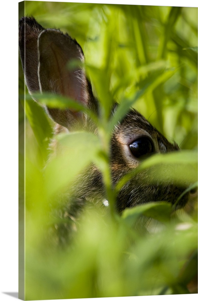 An Eastern cottontail rabbit, Sylvilagus floridanus, hides in the grass at the Mass Audubon Arcadia Wildlife Sanctuary in ...