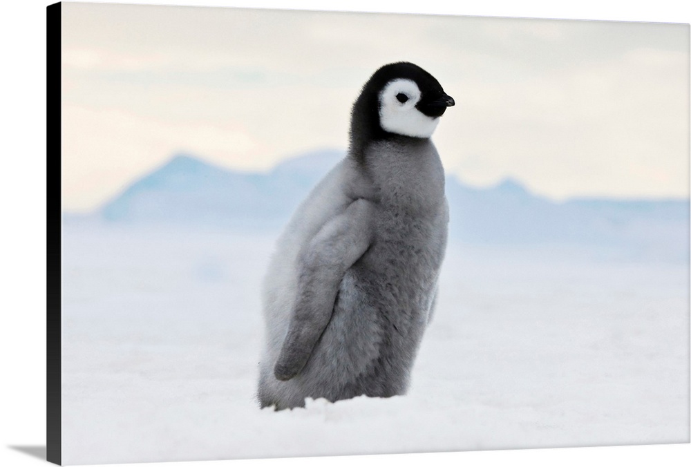 An Emperor Penguin (Aptenodytes forsteri) chick walks on ice, Snow Hill Island, Antarctica.