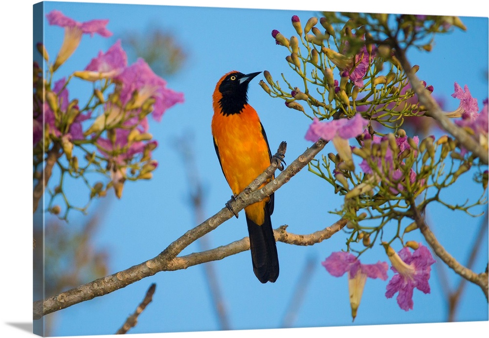 South America. Brazil. An orange-backed troupial (Icterus croconotus) harvesting the blossoms of a pink trumpet tree (Tabe...