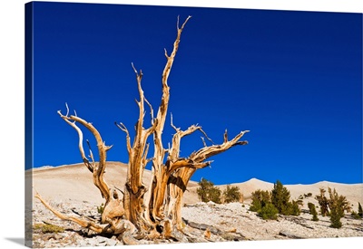 Ancient Bristlecone Pines In The Patriarch Grove, White Mountains, California