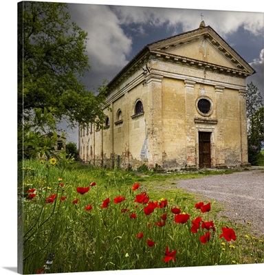 Ancient Church Ruin Surrounded By Bright Reed Poppies, Montalcino, Tuscany, Italy