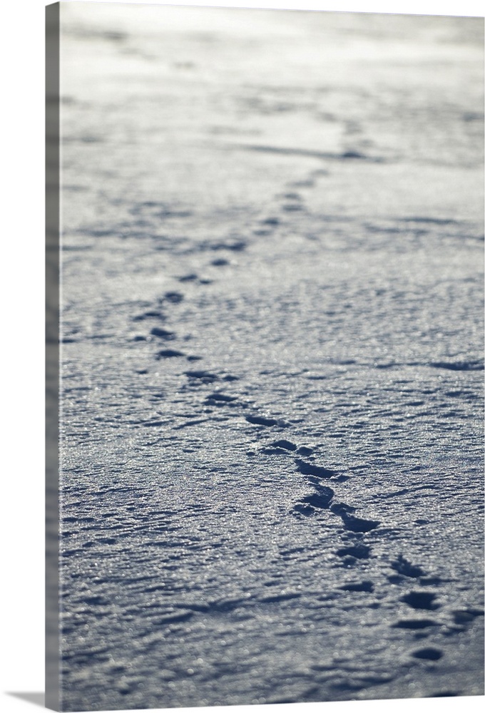 Animal tracks, .Banff National Park, Alberta, Rocky Mountains
