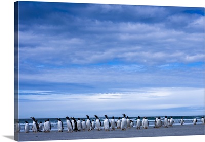 Antarctic, Gentoo Penguin Group