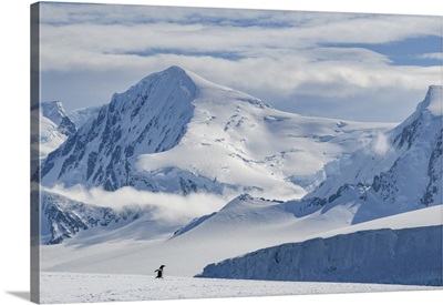 Antarctic Peninsula, Antarctica, Damoy Point, Gentoo Penguin, Mountain Landscape