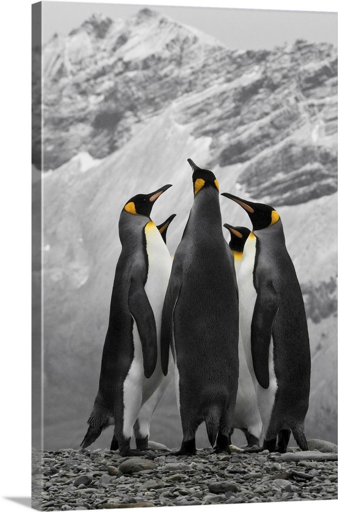 Antarctica, A Conference Of King Penguins