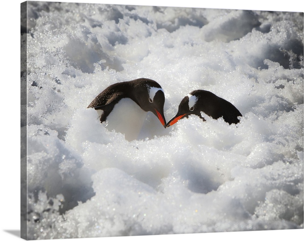 Antarctica. A pair of Gentoo penguins touching beaks.
