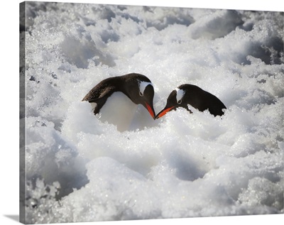 Antarctica, A pair of Gentoo penguins touching beaks
