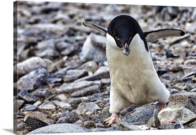 Antarctica, Adelie Penguin gathers a pebble for a nest